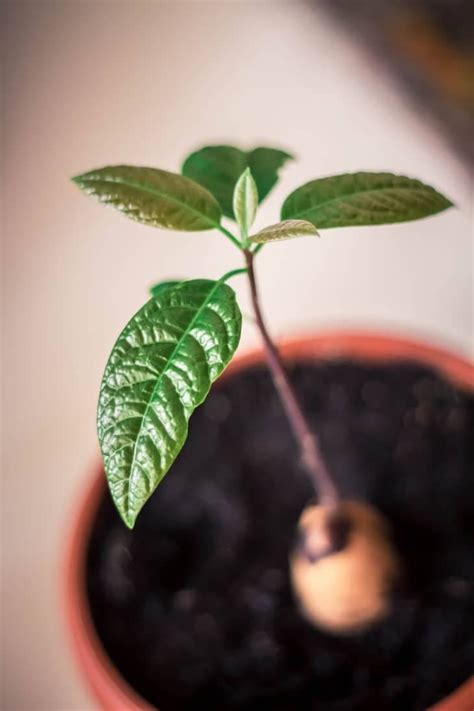 The Trick to Growing Your Own Avocado Plant