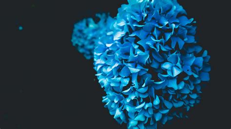 3840x2160 Flower Oled 4K ,HD 4k Wallpapers,Images,Backgrounds,Photos ...