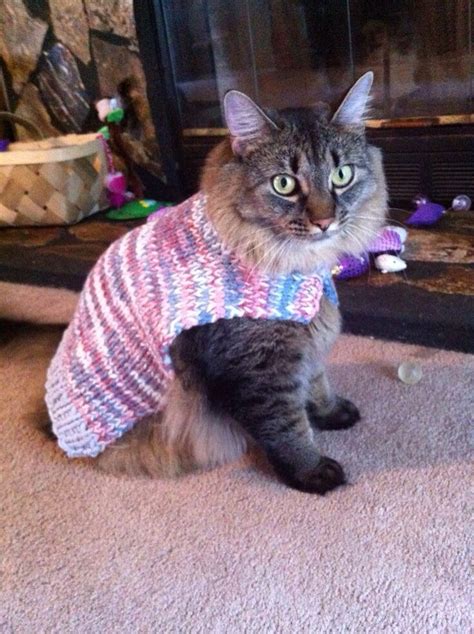 Cat wearing a knitted Sweater Cats Meow, Kittens, Feline, Stella ...