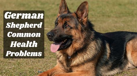 German Shepherd Health Problems | Tips & Prevention | In Urdu | Animalia Dot Pk || Vet Furqan ...