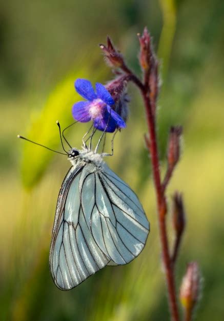 Premium Photo | Butterfly aporia crataegi sits on a purple flower anchusa azurea