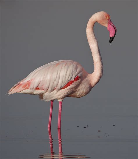 Greater flamingo - Wikipedia