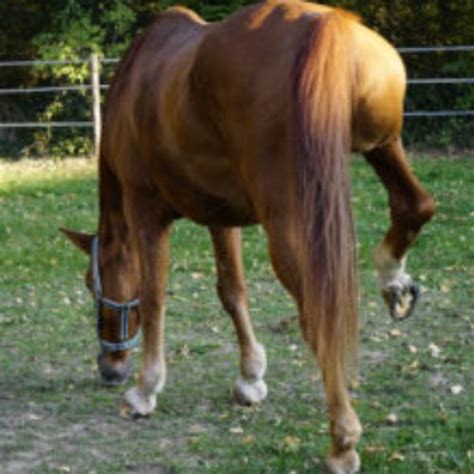 Learn About Equine Shivers & Stringhalt