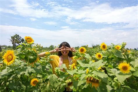 Wisata Foto Hits di Taman Bunga Matahari Jogja