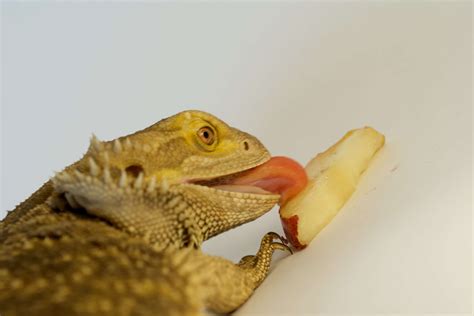 What Fruits Can Bearded Dragons Not Eat? - Mastery Wiki