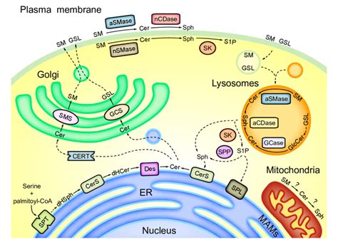 Sphingolipid metabolism and compartmentalization. | Download Scientific Diagram