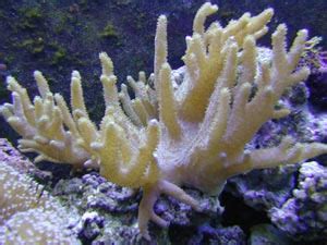 Soft Corals, Marine Aquariums and Coral Reef Aquarium Tank, Stand ...