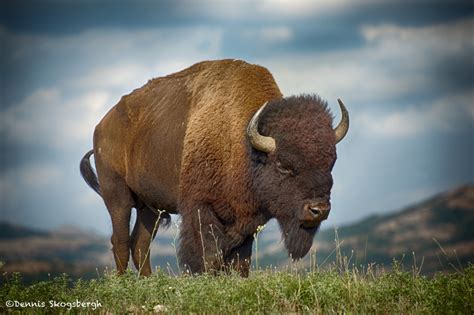 1840 Bison, Wichita Mountains National Wildlife Refuge, OK - Dennis Skogsbergh PhotographyDennis ...