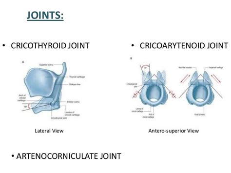 Cricoarytenoid and criocothyroid joints | Joint, Anatomy, Speech