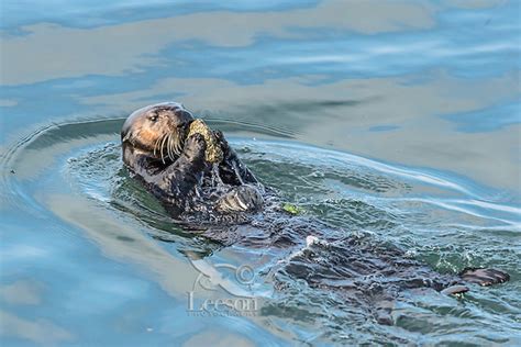 Southern Sea Otter (Enhydra lutris nereis) using tool | Tom & Pat Leeson