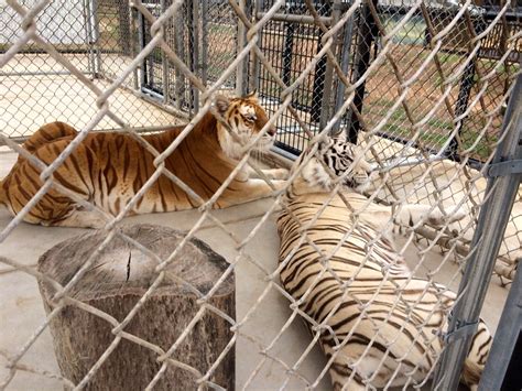 Monterey Zoo: A growing haven for retired showbiz animals