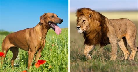 Rhodesian Ridgeback Vs Lion: Can A Ridgeback Kill A Lion? | Puplore