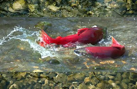 Sockeye Salmon - Description, Habitat, Image, Diet, and Interesting Facts