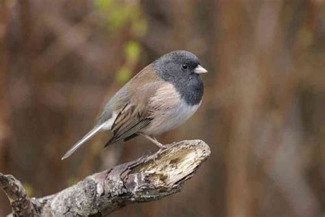 10 Winter Birds to Spot in Your Garden - Green Backyard