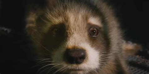 Marvel Fans Are Declaring Their Love for GotG's Baby Rocket