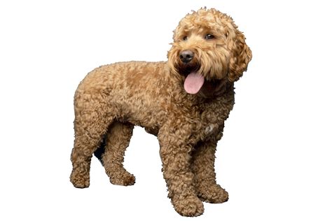 Cavapoo (Capoodle) dog breed portrait