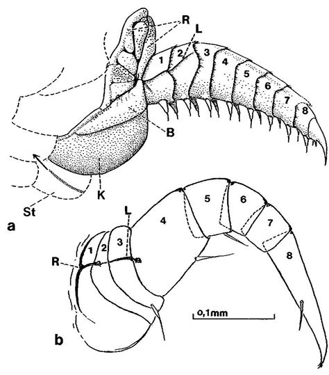 Arthropleura - General Fossil Discussion - The Fossil Forum