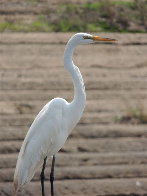 White Crane | Names of birds, White crane, Bird pictures