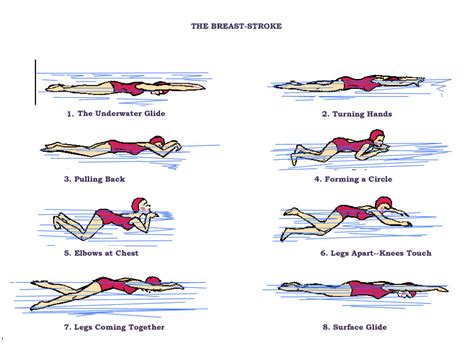 Swim Drill – Breaststroke with Water Drills continued and Cobra Drills ...