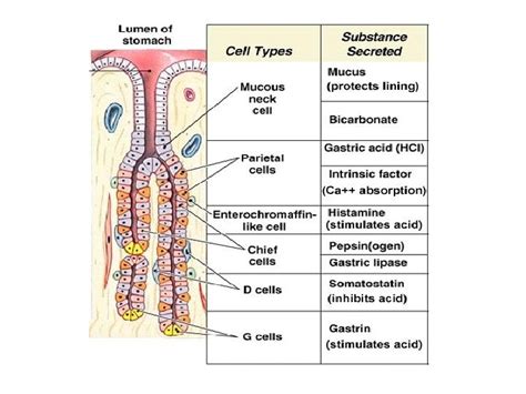 Gastric Secretion Gastric secretion Gastric secretion Gastric juice