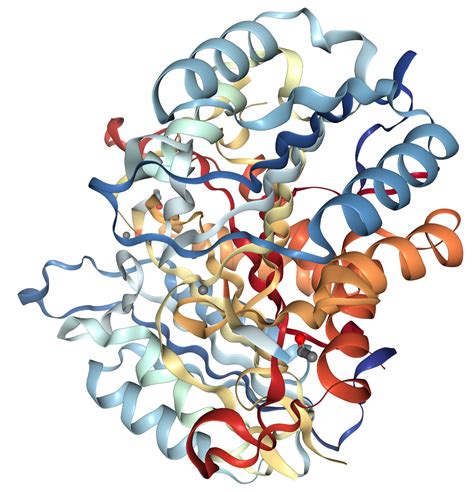 Caspase-3 Protein Overview | Sino Biological