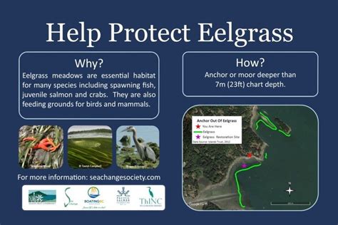 Protecting Eelgrass When Boating - Resilient Coasts for Salmon