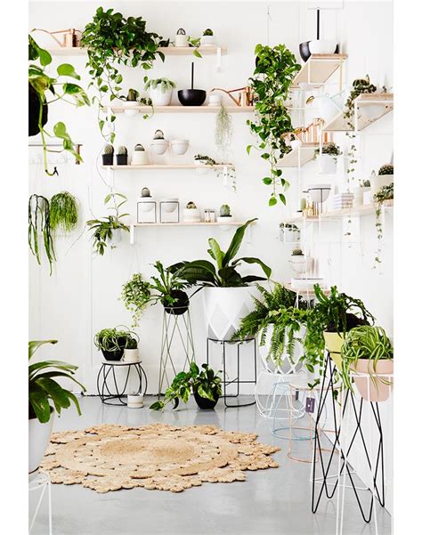 Bring Climbing Vines Indoor And Make Your Home Look Like A Green Jungle