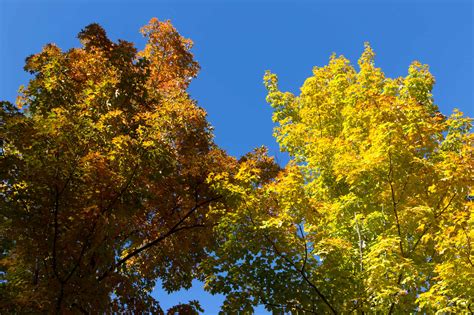Ingyenes kép: fa táj, természet, levél, fa, nyár, ősz, erdő
