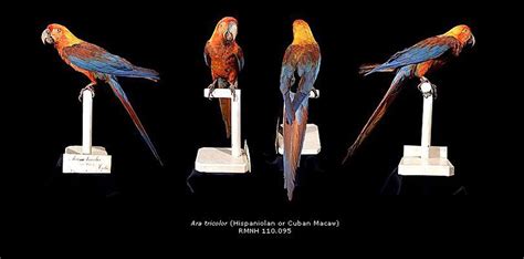 Fossil Matter: Ara tricolor: Cuba's extinct endemic macaw