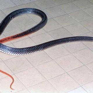 (PDF) Enzymatic and immunological properties of Bungarus flaviceps (red-headed krait) venom