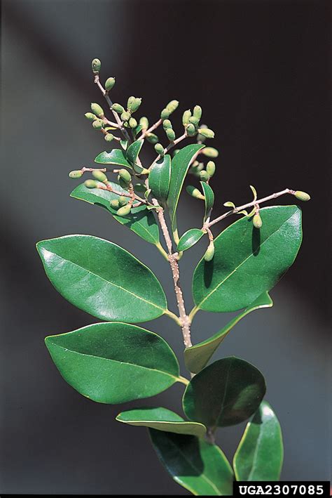 Japanese privet, Ligustrum japonicum (Scrophulariales: Oleaceae) - 2307085