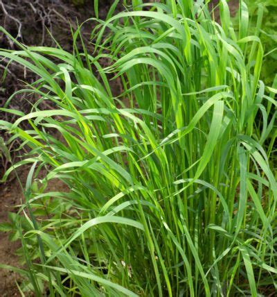 Sweet Grass Plant - Prairie Gardens