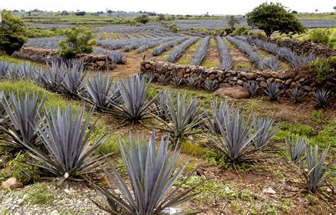 What Is Tequila Made From? Why Blue Weber Is the Only Agave in Tequila - Thrillist