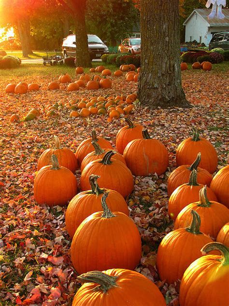 Pumpkin Patch Pictures, Photos, and Images for Facebook, Tumblr, Pinterest, and Twitter