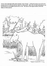 Moose & Elk Coloring Pages Books  100% FREE And Printable sketch template