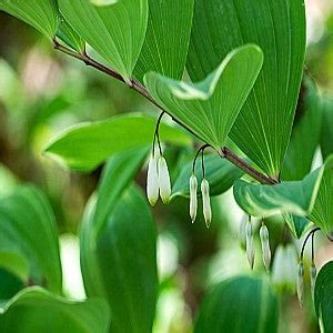 Solomon's Seal Seeds (Polygonatum biflorum) – Vermont Wildflower Farm