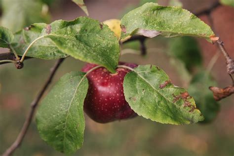 4 Common Apple Tree Diseases