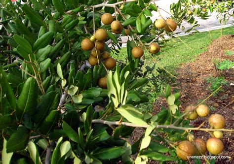 Onenezz: Generous Longan Tree