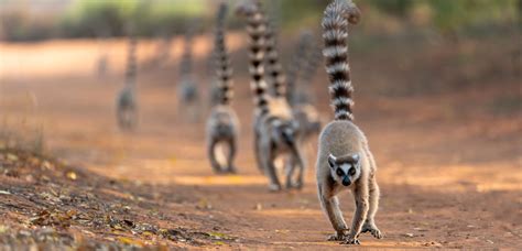 Types Of Lemurs