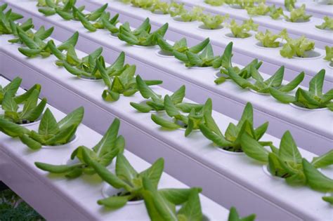 INDOOR HARVEST FARMS on LinkedIn: Zoom into the freshness of hydroponic greens