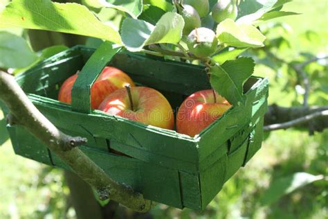 Apples in a Basket in the Apple Tree Stock Photo - Image of organic, agriculture: 150104304