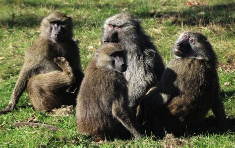 Baboon Family Posing Photograph by Doc Braham