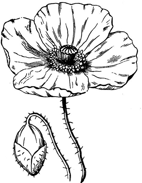 Free Poppy Flower Cliparts, Download Free Poppy Flower Cliparts png ...