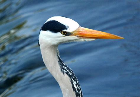 Photo Gallery | Cabragh Wetlands