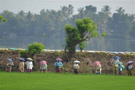 Kuttanad paddy farming below sea level Kerala India, Sea Level, Farming, Dolores Park, Travel ...