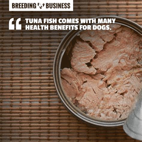 Is Tuna Good For Dogs? — Breeding Business