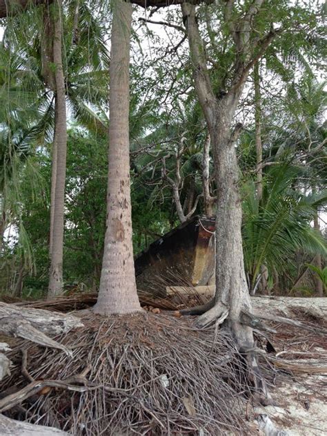 How Deep are Palm Tree Roots? Palm Tree Root System Diagram and Inform