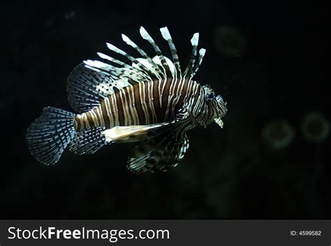 Tropical Fish Black And White - Free Stock Images & Photos - 4599582 | StockFreeImages.com