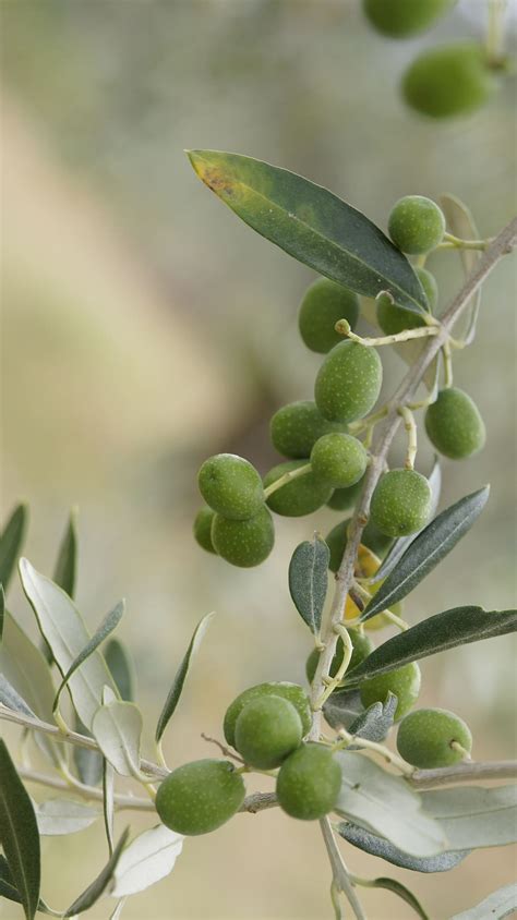 Online crop | HD wallpaper: the olives, the olive tree, olive grove, tuscany, italy, growth ...