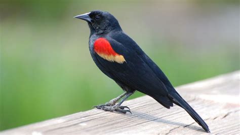 Red-Winged Blackbird Meaning & Symbolism - SongbirdHub